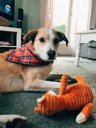 Their dog with a favorite toy